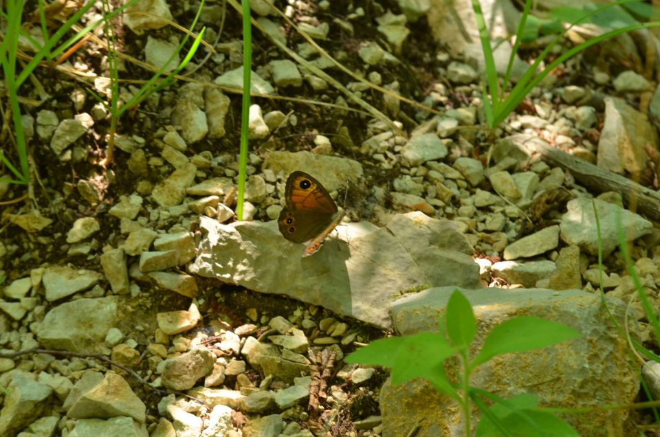 Slavnik 7.6.2014 - foto povečava