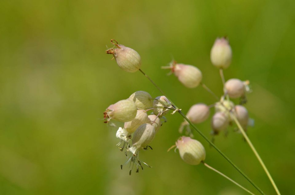 Slavnik 7.6.2014 - foto povečava