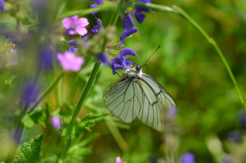 Slavnik 7.6.2014 - foto povečava