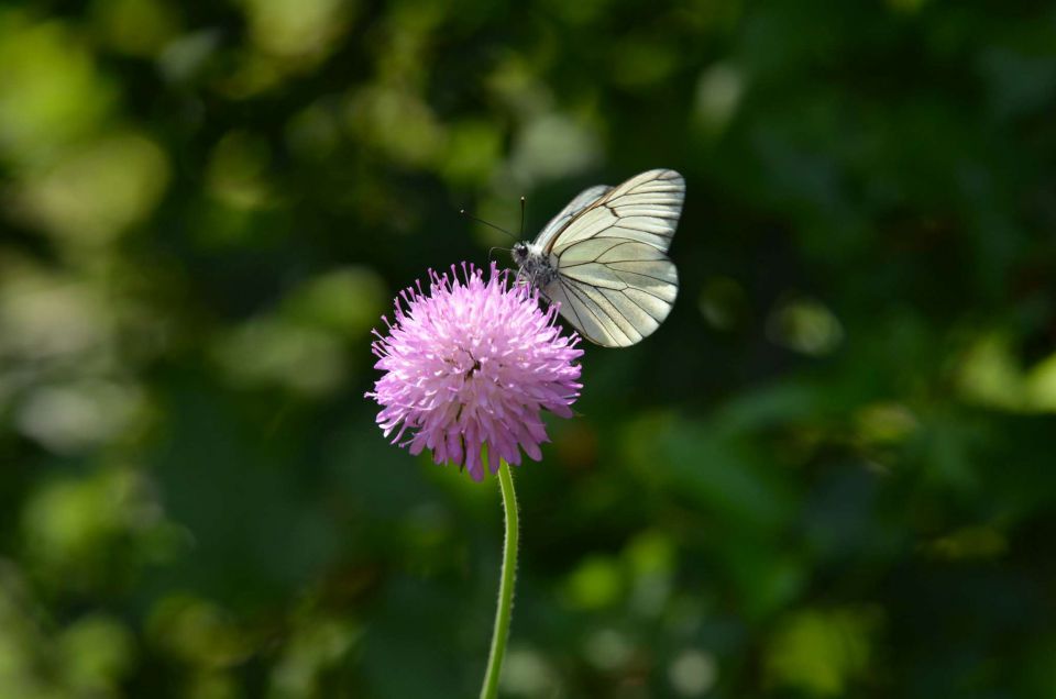 Slavnik 7.6.2014 - foto povečava