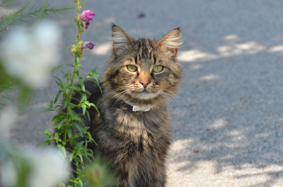 Slavnik 7.6.2014 - foto povečava