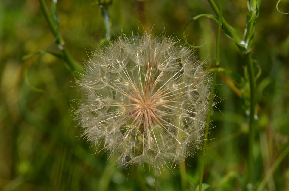 Slavnik 7.6.2014 - foto povečava