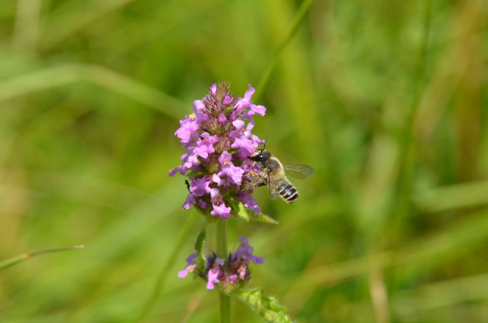 Celjska koča 14.6.2014 - foto povečava