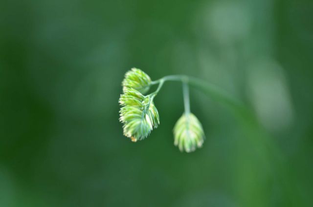 Celjska koča 14.6.2014 - foto