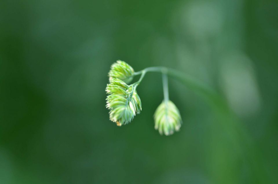 Celjska koča 14.6.2014 - foto povečava