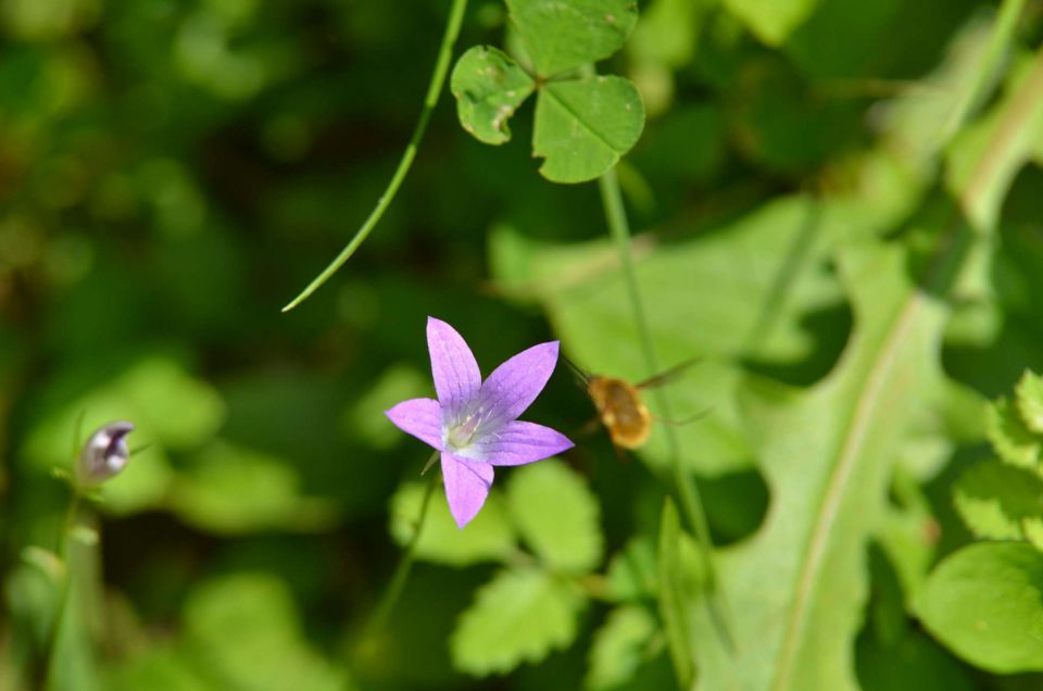 Celjska koča 14.6.2014 - foto povečava