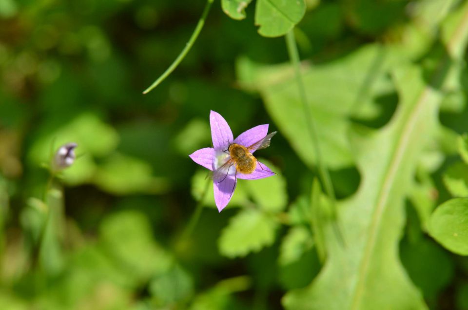 Celjska koča 14.6.2014 - foto povečava