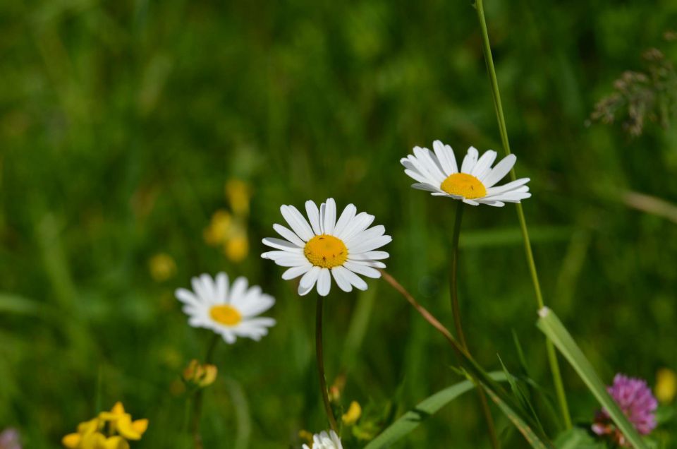 Pohorje 15.6.2014 - foto povečava