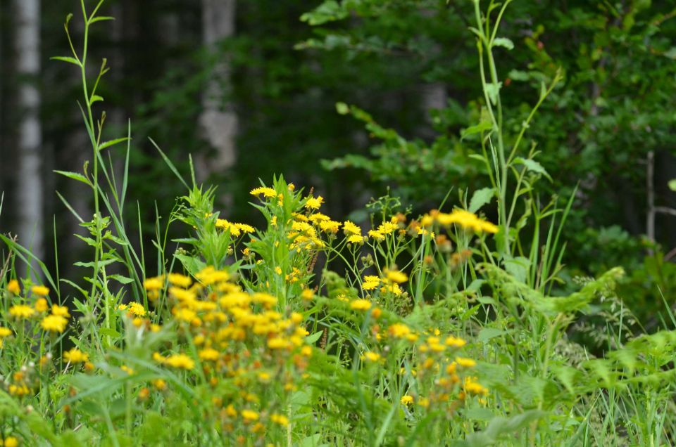 Pohorje 15.6.2014 - foto povečava