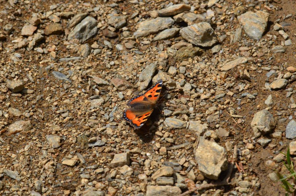 Pohorje 15.6.2014 - foto povečava