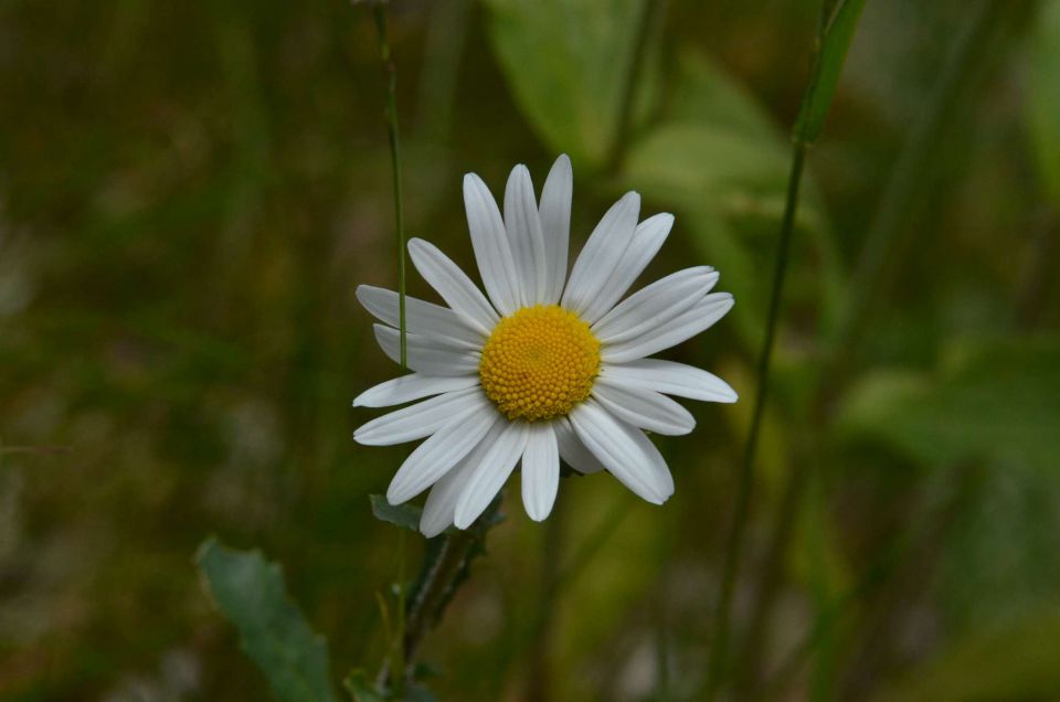 Dobrča 21.6.2014 - foto povečava