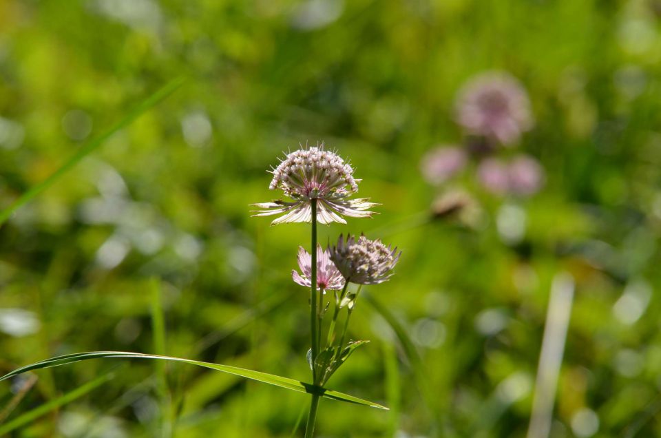 Savinjska 22.6.2014 - foto povečava