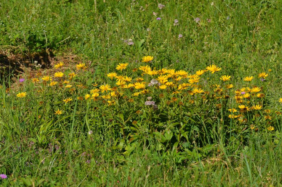 Savinjska 22.6.2014 - foto povečava