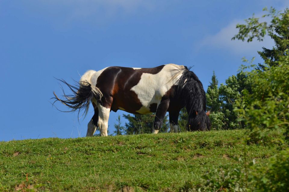 Savinjska 22.6.2014 - foto povečava