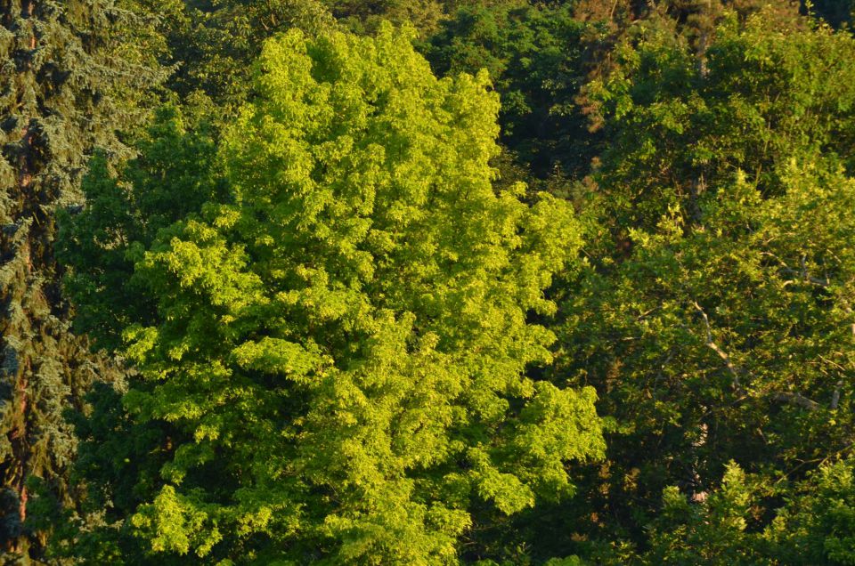 Celje 28.6.2014 - foto povečava