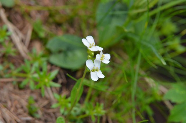 Krofička 29.6.2014 - foto