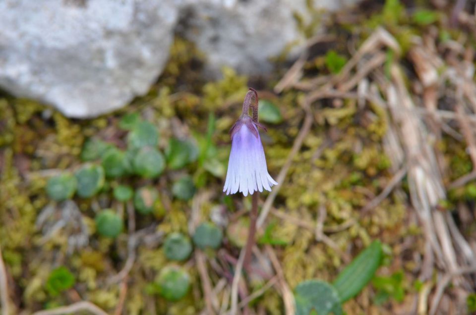 Krofička 29.6.2014 - foto povečava