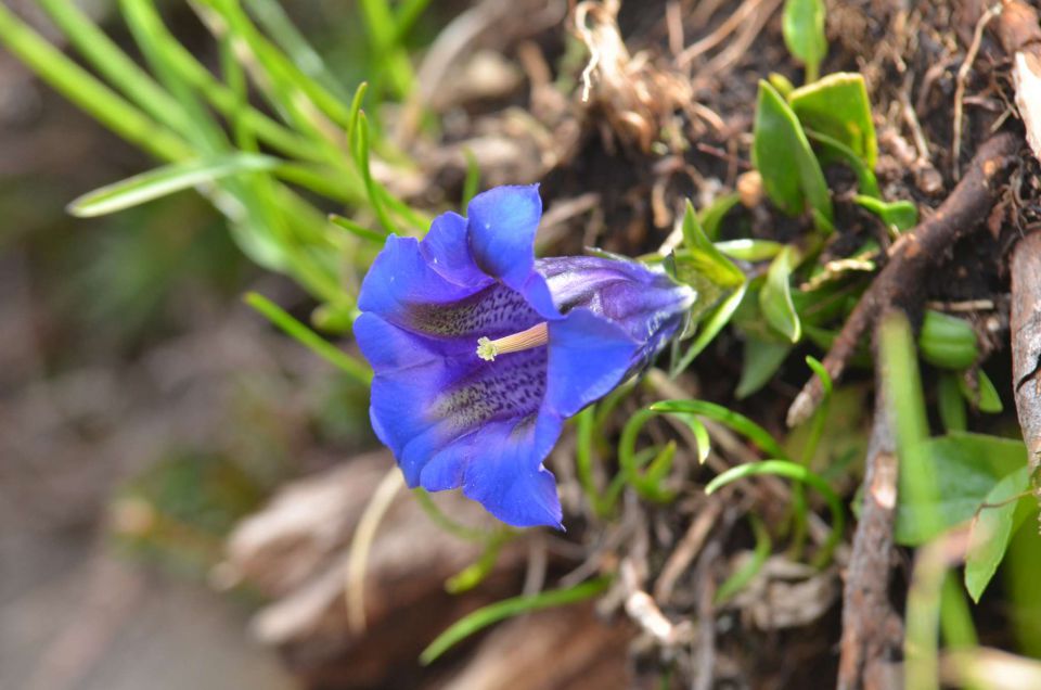 Krofička 29.6.2014 - foto povečava