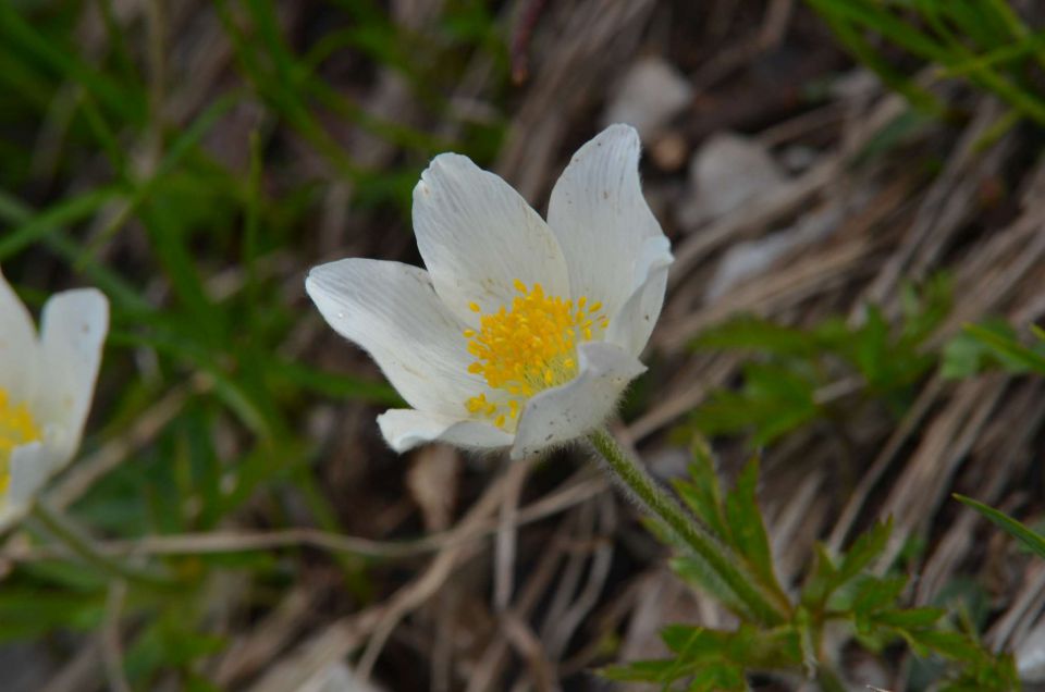 Krofička 29.6.2014 - foto povečava