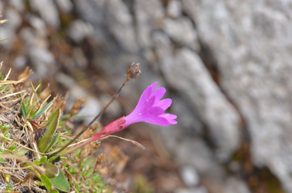 Krofička 29.6.2014 - foto povečava