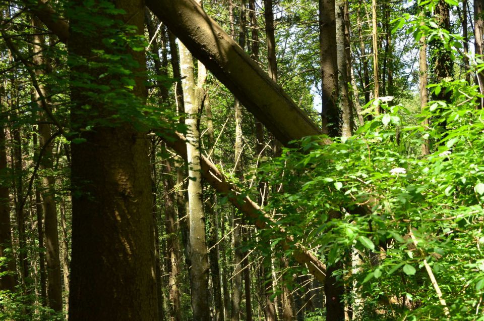 Trdinov vrh, Otočec 6.7.2014 - foto povečava