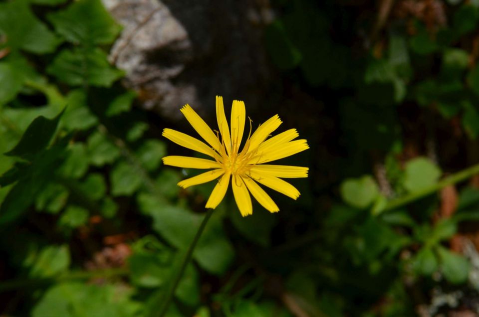 Planina V Lazu 20.7.2014 - foto povečava