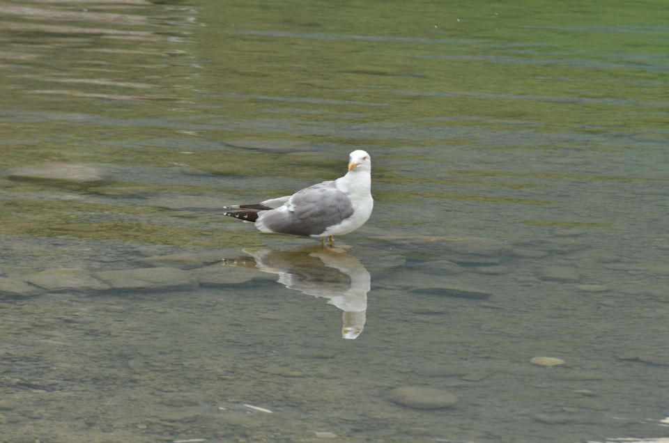 Ob Bohinjskem jezeru 25.7.2014 - foto povečava