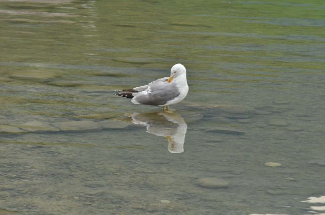 Ob Bohinjskem jezeru 25.7.2014 - foto
