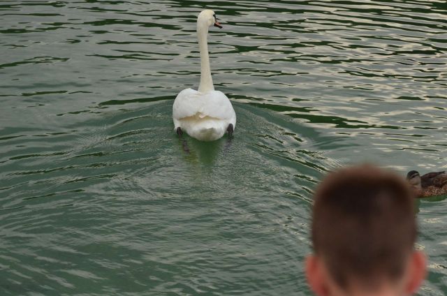 Ob Bohinjskem jezeru 25.7.2014 - foto
