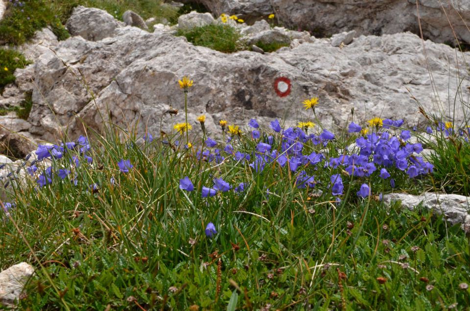 Logarska - Kotliči - Turska gora 3.8.2014 - foto povečava