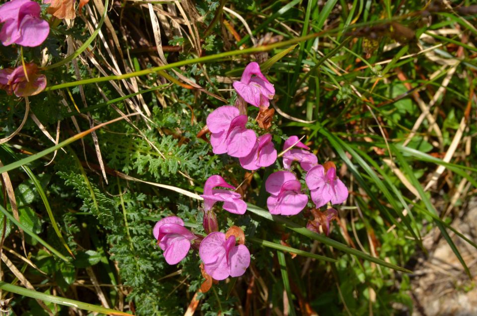 Logarska - Kotliči - Turska gora 3.8.2014 - foto povečava