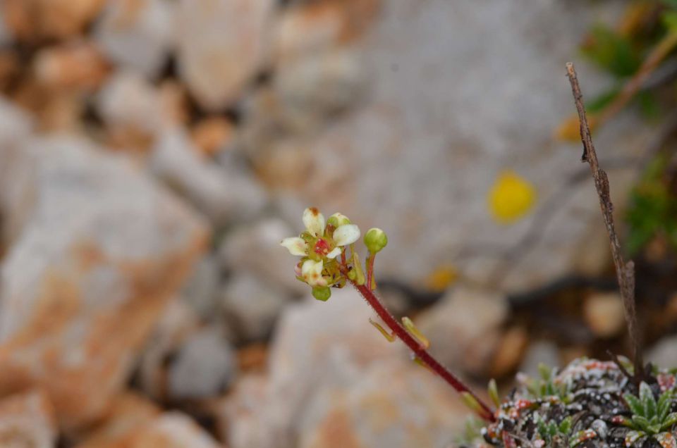 Turska gora - Kamniško s. - Logarska 3.8.2014 - foto povečava