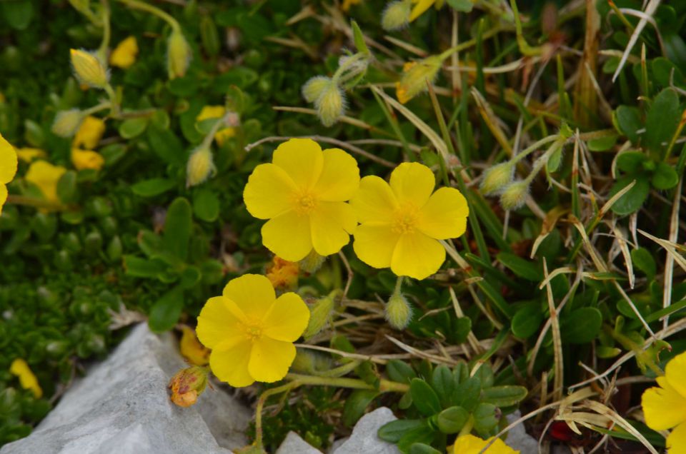 Turska gora - Kamniško s. - Logarska 3.8.2014 - foto povečava