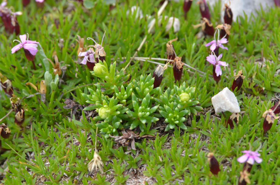 Turska gora - Kamniško s. - Logarska 3.8.2014 - foto povečava