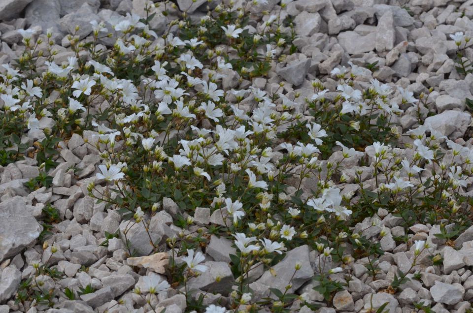 Turska gora - Kamniško s. - Logarska 3.8.2014 - foto povečava