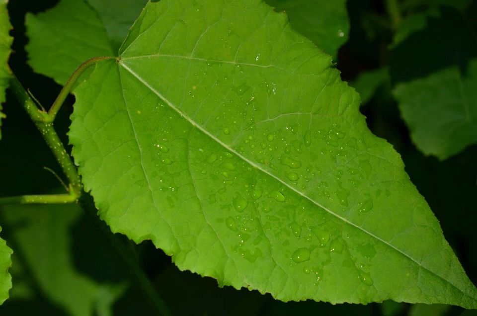 Šmohor 17.8.2014 - foto povečava