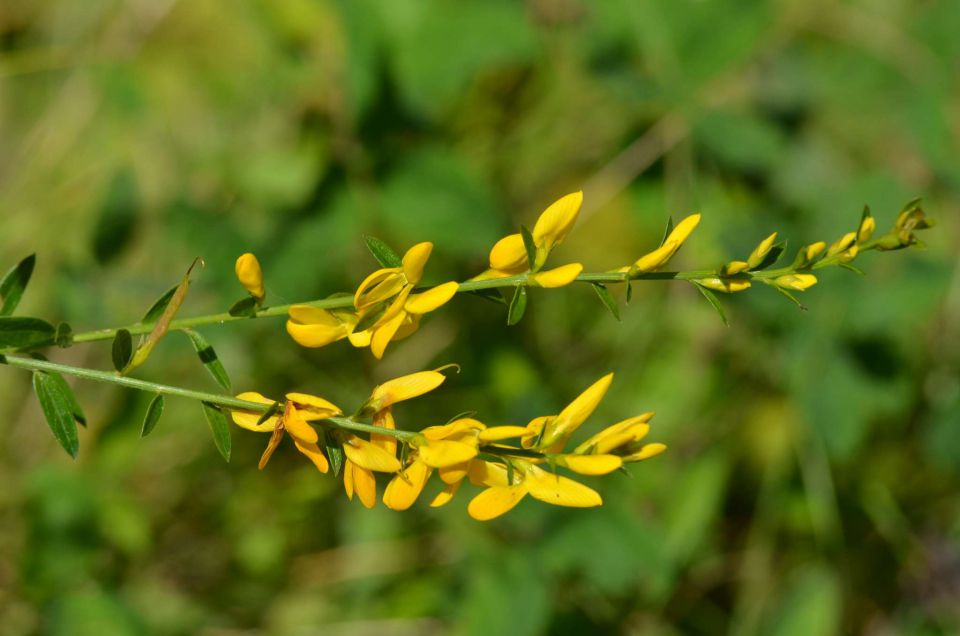 Šmohor 17.8.2014 - foto povečava