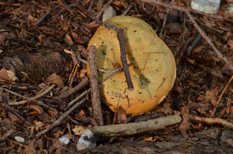 Pod Špik, Pri ingotu, Savinjska 30.8.2014 - foto povečava