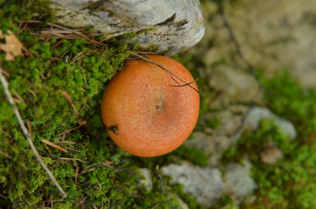 Pod Špik, Pri ingotu, Savinjska 30.8.2014 - foto