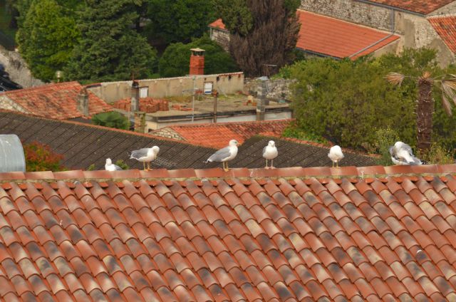 Krka, Skradin, Vrsar 20,21.9.2014 - foto