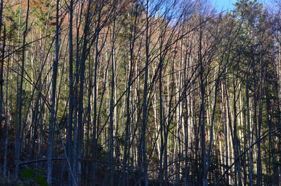 Češka koča, Jezersko 19.10.2014 - foto povečava