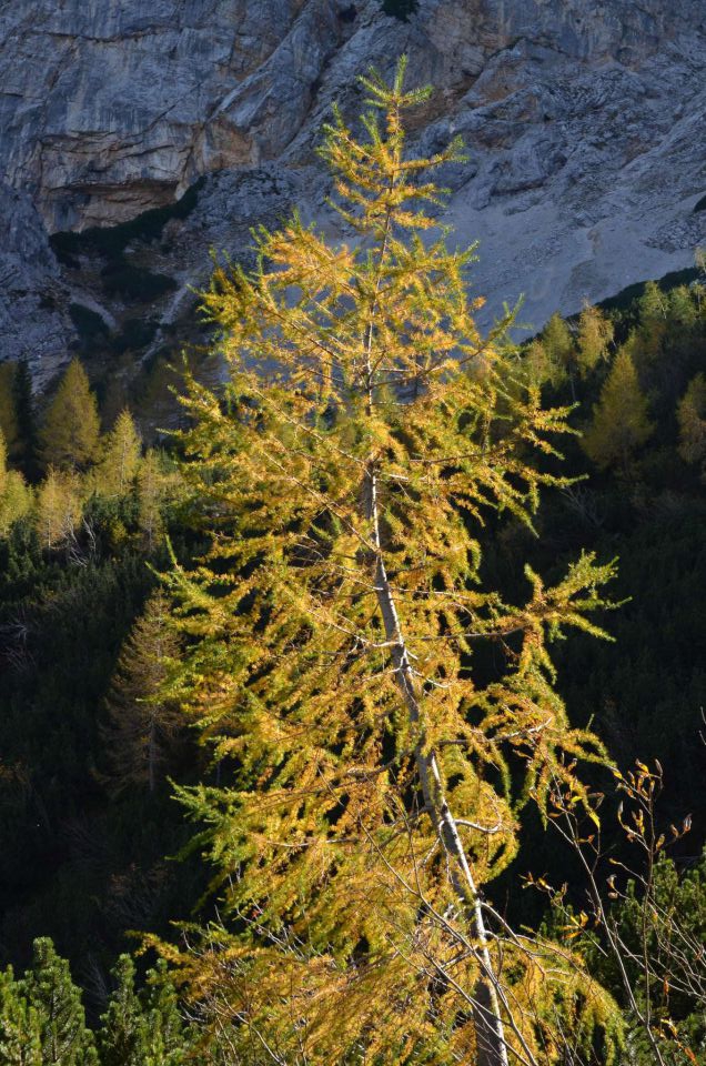 Češka koča, Jezersko 19.10.2014 - foto povečava