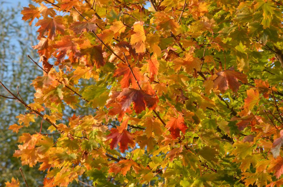 Okrog Velenjskega jezera 31.10.2014 - foto povečava