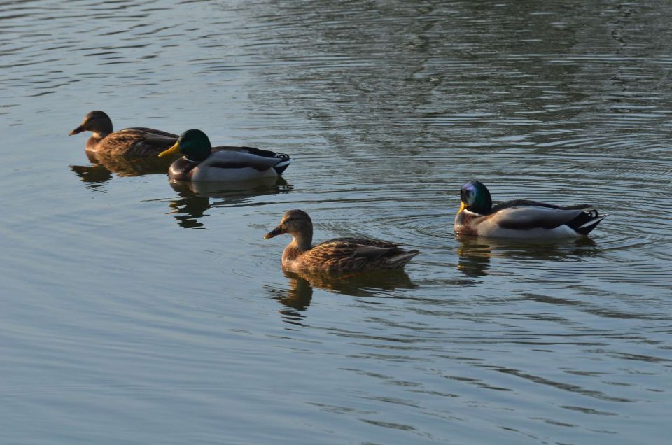 Okrog Velenjskega jezera 31.10.2014 - foto povečava