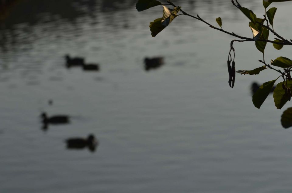 Okrog Velenjskega jezera 31.10.2014 - foto povečava