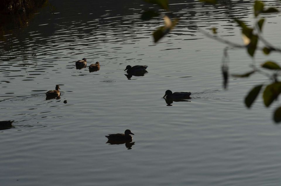 Okrog Velenjskega jezera 31.10.2014 - foto povečava