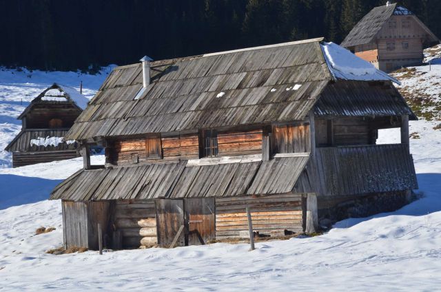 Pokljuka, Vogel 20.12.2014  - foto