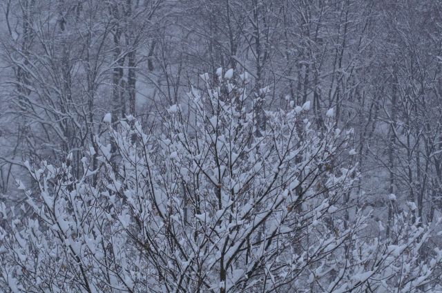 Celjska koča po snegu 28.12.2014 - foto