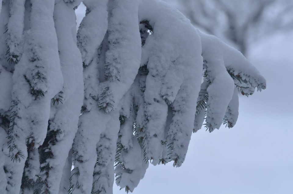 Celjska koča po snegu 28.12.2014 - foto povečava