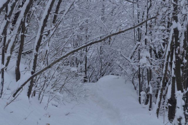 Celjska koča po snegu 28.12.2014 - foto